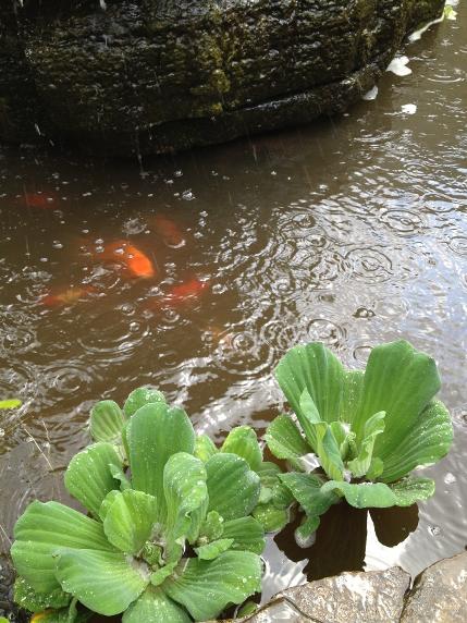 goldfish and water lettuce
