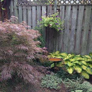 Japanese Maple paired with hosta, London, landscaping